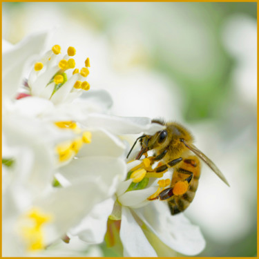 Photographie intitulée "L'abeille noire au…" par Alain Brasseur, Œuvre d'art originale