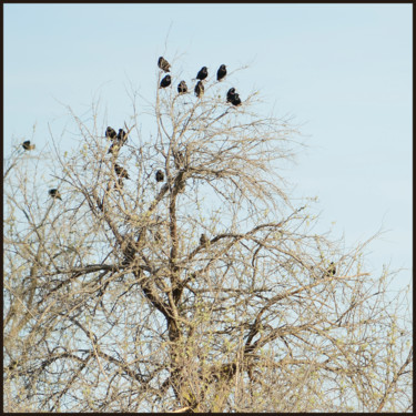 Photographie intitulée "Choucas" par Alain Brasseur, Œuvre d'art originale