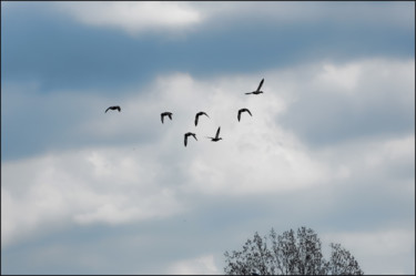 Photographie intitulée "Vol de canards sauv…" par Alain Brasseur, Œuvre d'art originale