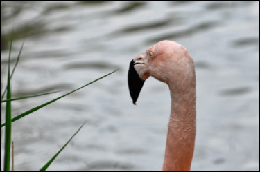 Photographie intitulée "Flamands roses" par Alain Brasseur, Œuvre d'art originale