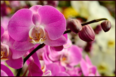 Фотография под названием "Orchidées." - Alain Brasseur, Подлинное произведение искусства