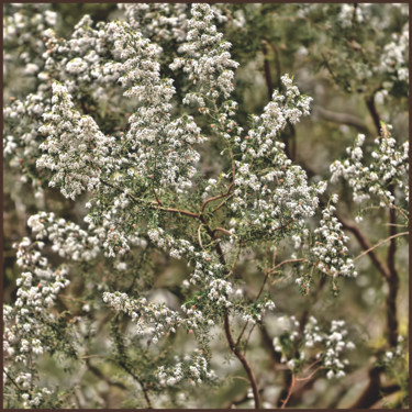 Photography titled "Bruyère blanche" by Alain Brasseur, Original Artwork