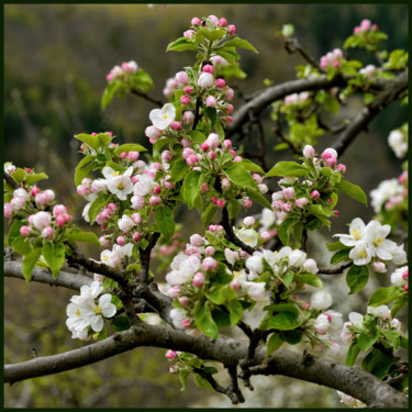 Photographie intitulée "Fleurs de pommier." par Alain Brasseur, Œuvre d'art originale