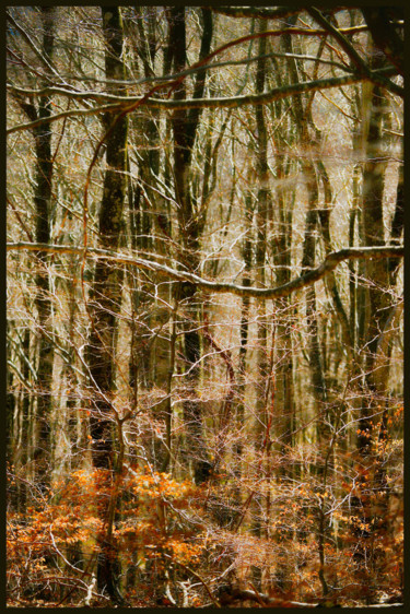Photographie intitulée "Forêt." par Alain Brasseur, Œuvre d'art originale