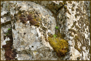 Photography titled "Lichens 27" by Alain Brasseur, Original Artwork