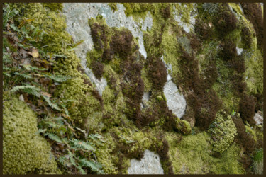 Photographie intitulée "Mousses et lichens." par Alain Brasseur, Œuvre d'art originale