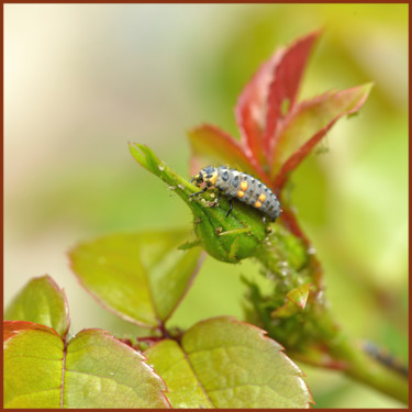 Photography titled "Un allié précieux" by Alain Brasseur, Original Artwork