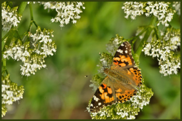 Photography titled "Monarque sur Valéri…" by Alain Brasseur, Original Artwork