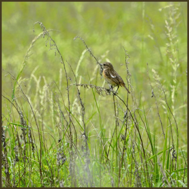 Photographie intitulée "L'oiseau de la prai…" par Alain Brasseur, Œuvre d'art originale