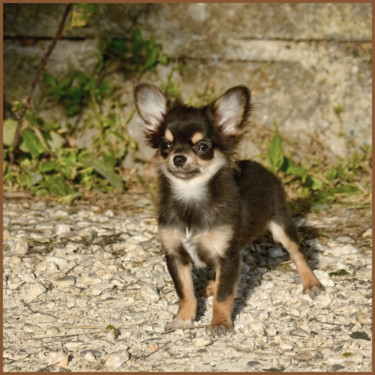 Photographie intitulée "Chiwawa." par Alain Brasseur, Œuvre d'art originale