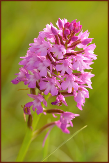 Photography titled "Orchis pyramidale" by Alain Brasseur, Original Artwork