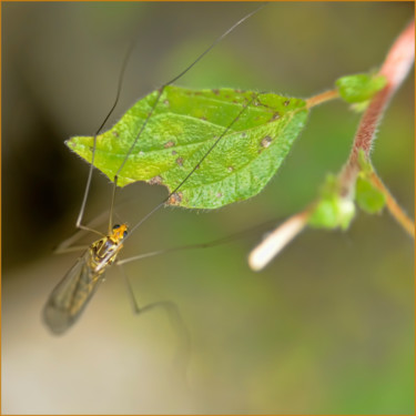 Fotografia zatytułowany „Cousin” autorstwa Alain Brasseur, Oryginalna praca