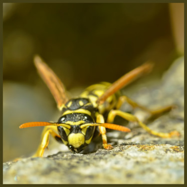 Photography titled "Un centimètre de pl…" by Alain Brasseur, Original Artwork