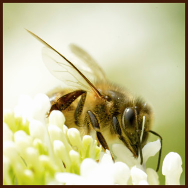 Photographie intitulée "Abeille portrait." par Alain Brasseur, Œuvre d'art originale