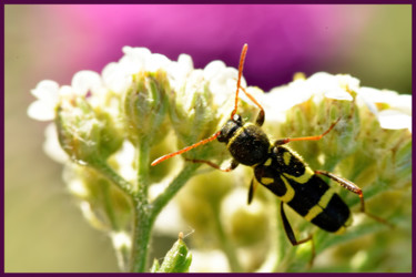 Fotografia zatytułowany „Clyte bélier” autorstwa Alain Brasseur, Oryginalna praca