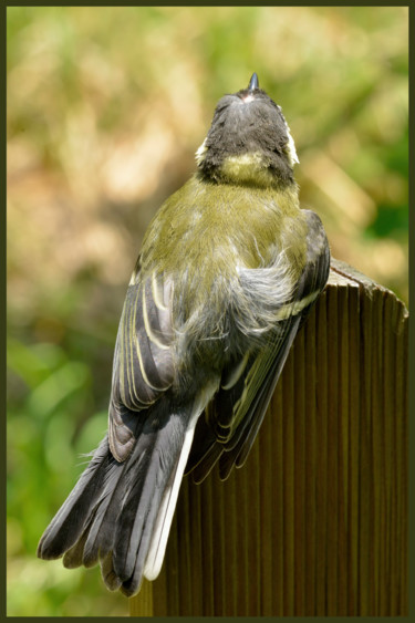 Photographie intitulée "Mésange." par Alain Brasseur, Œuvre d'art originale