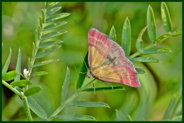 Fotografía titulada "Papillon Pyrausta s…" por Alain Brasseur, Obra de arte original