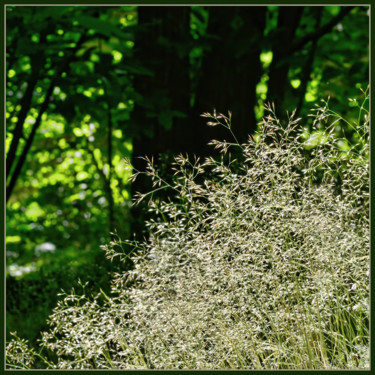 Photographie intitulée "Graminées ...4" par Alain Brasseur, Œuvre d'art originale