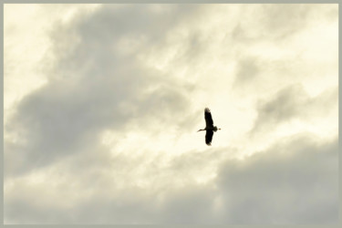 Fotografía titulada "Cigogne" por Alain Brasseur, Obra de arte original