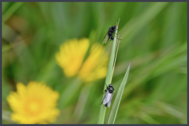 Photographie intitulée "Mouche de la Saint…" par Alain Brasseur, Œuvre d'art originale