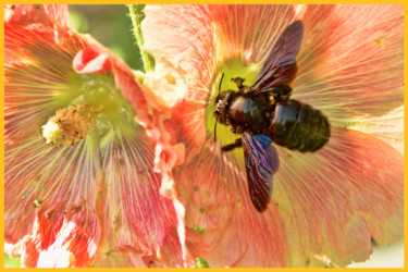 Photography titled "Abeille charpentière" by Alain Brasseur, Original Artwork