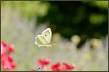 Photography titled "Piéride des choux" by Alain Brasseur, Original Artwork