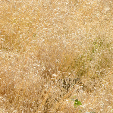 Photographie intitulée "Canicule...2" par Alain Brasseur, Œuvre d'art originale