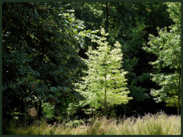 Fotografie getiteld "Concorde verte." door Alain Brasseur, Origineel Kunstwerk