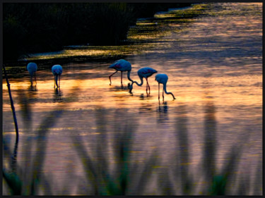 Photography titled "Flamants roses au c…" by Alain Brasseur, Original Artwork