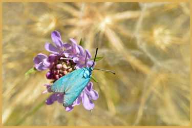 Photographie intitulée "Zygène bleu sur sca…" par Alain Brasseur, Œuvre d'art originale