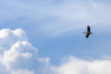 Photographie intitulée "Cigogne." par Alain Brasseur, Œuvre d'art originale