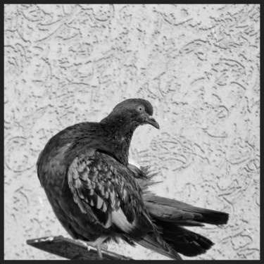 Photographie intitulée "Pigeon." par Alain Brasseur, Œuvre d'art originale