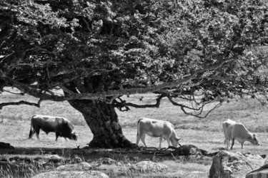 Fotografía titulada "Champêtre." por Alain Brasseur, Obra de arte original