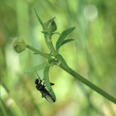 Photographie intitulée "Bibion, ou mouche d…" par Alain Brasseur, Œuvre d'art originale