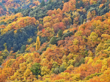 Fotografía titulada "La palette Cévenole…" por Alain Brasseur, Obra de arte original