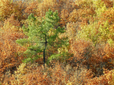 Fotografía titulada "La palette Cévenole…" por Alain Brasseur, Obra de arte original