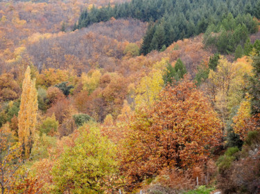 Photographie intitulée "La palette Cévenole…" par Alain Brasseur, Œuvre d'art originale