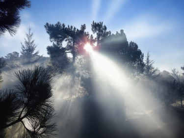 Photographie intitulée "Chatoiement du sole…" par Alain Brasseur, Œuvre d'art originale