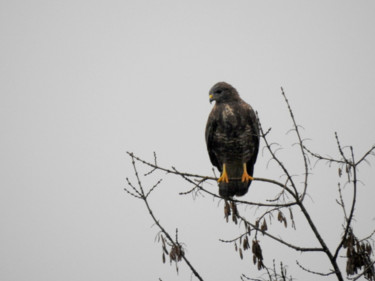 Photographie intitulée "Buse variable." par Alain Brasseur, Œuvre d'art originale