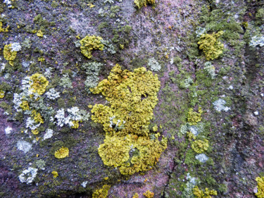 Photography titled "Lichens  32" by Alain Brasseur, Original Artwork