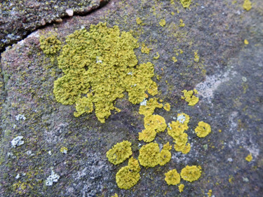 Photography titled "Lichens  33" by Alain Brasseur, Original Artwork