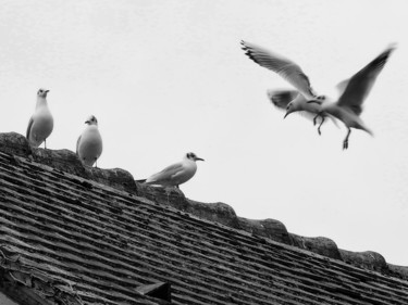 Photography titled "Mouettes rieuses." by Alain Brasseur, Original Artwork
