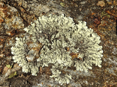 Photographie intitulée "Lichens  35" par Alain Brasseur, Œuvre d'art originale