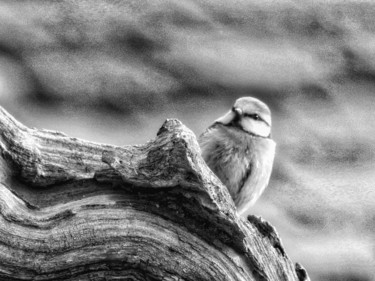 Photographie intitulée "Mésange." par Alain Brasseur, Œuvre d'art originale