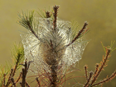 Photographie intitulée "Cocon de chenilles…" par Alain Brasseur, Œuvre d'art originale