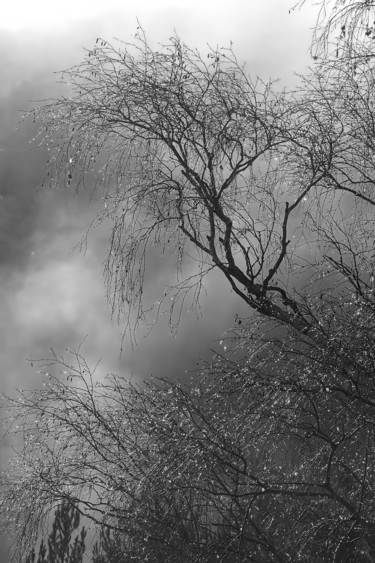 "Perles de pluie." başlıklı Fotoğraf Alain Brasseur tarafından, Orijinal sanat