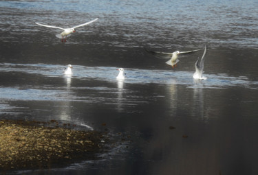 Photographie intitulée "Mouettes rieuses" par Alain Brasseur, Œuvre d'art originale