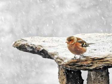 Photographie intitulée "Un froid de canard." par Alain Brasseur, Œuvre d'art originale