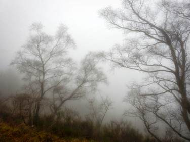 Photography titled "Brouillard en forêt." by Alain Brasseur, Original Artwork