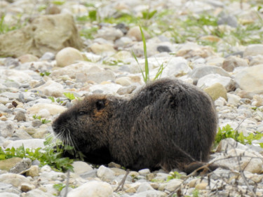 Fotografie getiteld "Castor ou ragondin ?" door Alain Brasseur, Origineel Kunstwerk